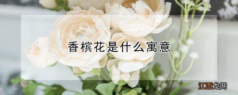 香槟花是什么寓意