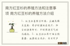 南方红豆杉的养殖方法和注意事项 南方红豆杉的养殖方法介绍