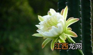 国王花养殖方法 国王花如何养