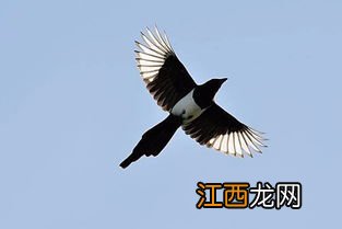 喜鹊长什么样 喜鹊的外形