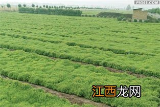 乌克兰种植什么农作物，乌克兰种植业的气候特点