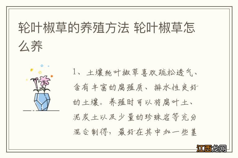 轮叶椒草的养殖方法 轮叶椒草怎么养