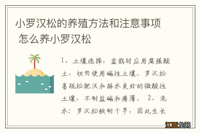 小罗汉松的养殖方法和注意事项 怎么养小罗汉松