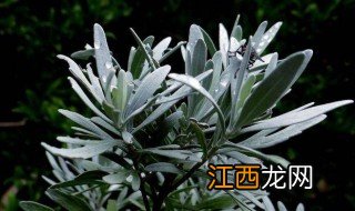 雪艾养殖方法 雪艾如何养殖