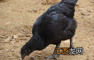 五黑鸡能长多少斤