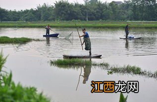 小龙虾晒塘会不会死