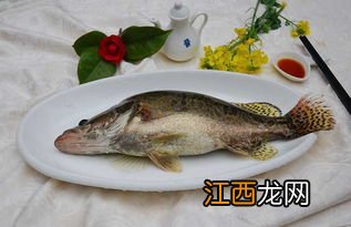 鳜鱼饲料哪买