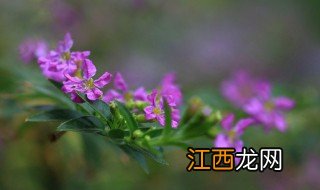 雪茄花养殖方法 雪茄花怎么养殖