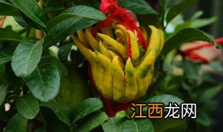 佛手多肉植物养殖方法 多肉佛手的养殖方法