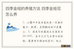 四季金桂的养殖方法 四季金桂花怎么养