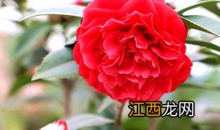 红茶花养殖方法 红茶花的养殖方法介绍