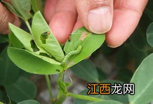 甜菜夜蛾用什么药防治,甜菜夜蛾和菜青虫的区别