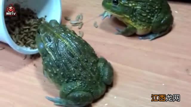 牛蛙选大的还是小的