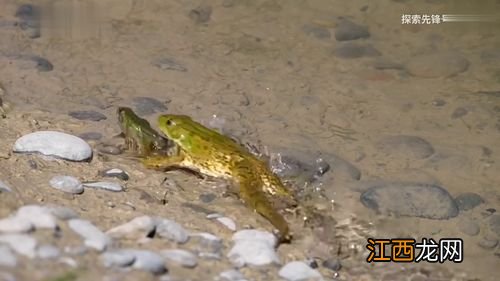 牛蛙选大的还是小的