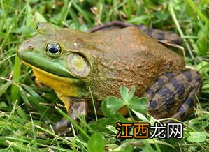 牛蛙选大的还是小的