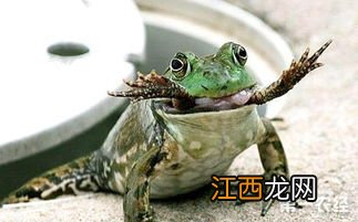 牛蛙吃什么东西长大