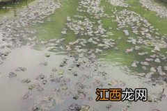 牛蛙污水处理方法