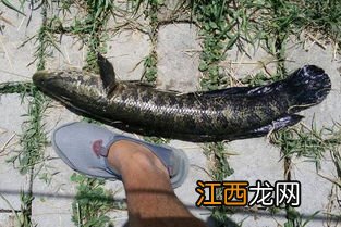 黑鱼吃什么饵料