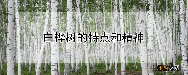 白桦树的特点和精神