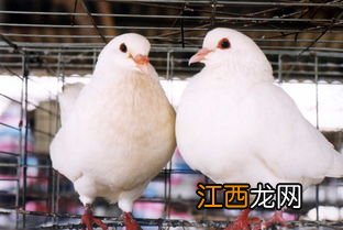 肉鸽产蛋期吃什么