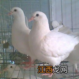 肉鸽产蛋期吃什么