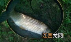 夏季白天怎么钓草鱼