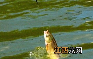 夏季白天怎么钓草鱼