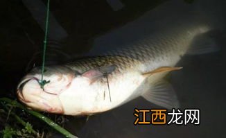 夏季白天怎么钓草鱼