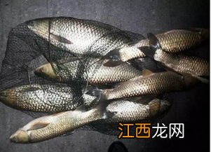 草鱼浮水怎么钓