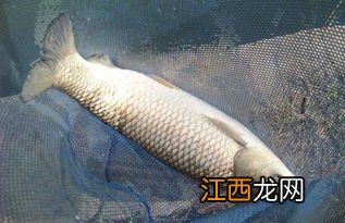 草鱼浮水怎么钓