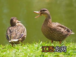 肉鸭吃料的太多怎么办