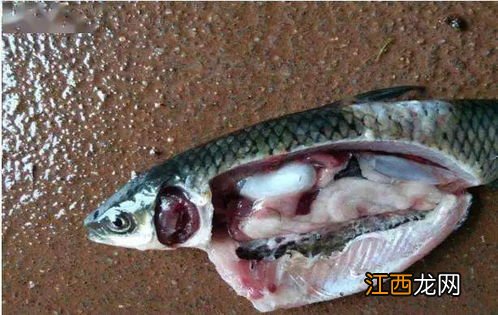 草鱼游边的处理方法
