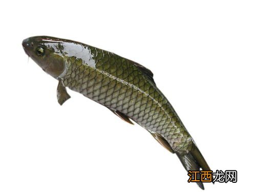 草鱼游边的处理方法