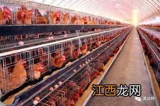 肉鸡采食不快的原因