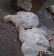 肉鸡软脖子是什么原因