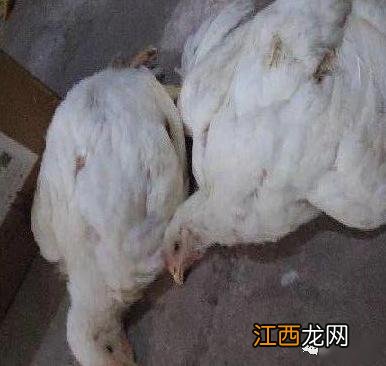 肉鸡软脖子是什么原因