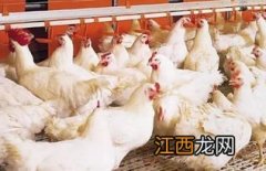 肉鸡后期拉水便的原因