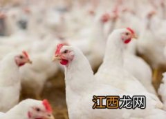 肉鸡六月份用扎鸡痘吗