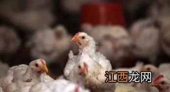 肉鸡瘫痪是怎么回事