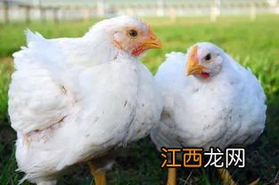 肉鸡瘫痪是怎么回事