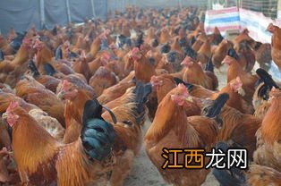 肉鸡全程料肉比是多少