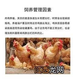 肉鸡全程料肉比是多少