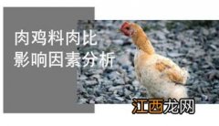 肉鸡全程料肉比是多少