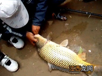 鲤鱼饵料怎么配