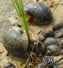 福寿螺有几种颜色