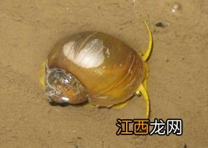 福寿螺有几种颜色