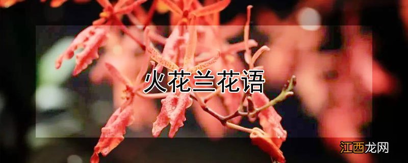 火花兰花语