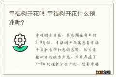 幸福树开花吗 幸福树开花什么预兆呢?