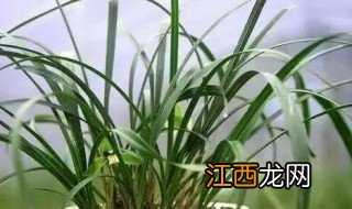 中秋前后可以种兰草花吗，中秋开花的兰花