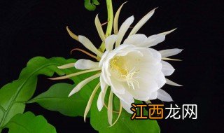 昙花怎么吃 新鲜昙花怎么吃